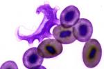 Trypanosoma sp. (Kinetoplastida) Trypanosoma sp. (Kinetoplastida)