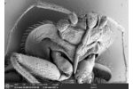 Štěnice Snímek ze skenovacího elektronového mikroskopu. (Nejedná se o 3D rekonstrukci).