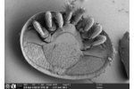 Roztoč varroa, který způsobuje varroázu, infekční onemocnění včel Snímek ze skenovacího elektronového mikroskopu. (Nejedná se o 3D rekonstrukci).