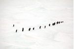 Čtvrtý den plavby expedice viděla tučňáky... 