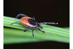 Klíště obecné Klíště obecné (Ixodes ricinus). Foto: Jan Erhart, BC AV ČR