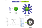 Vaccine molecule Vaccine molecule. Various OspA surface proteins (blue colour) are bound to the ferritin core of a molecule (green colour). 