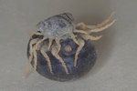 Jan Erhart - Soft tick I. Jan Erhart - Soft tick I. Jan Erhart - Soft tick I.